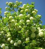 boule_de_neige_0981.JPG
