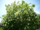 boule_de_neige_943.JPG