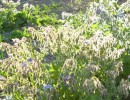 bourrache_I0591.JPG