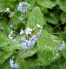 brunera_macrophylla_I0187.JPG