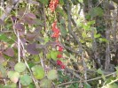 bryone_I0146.JPG