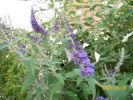 buddleia_1001.JPG