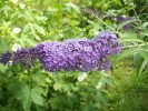 buddleia_2714.JPG