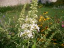 buddleia_3137.JPG