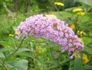 buddleia_48.JPG