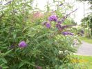 buddleia_936.JPG