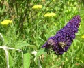 buddleia_black_knight_I0563.JPG