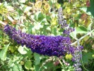 buddleia_blacknight_2743.JPG