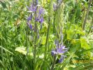 Nom du fichier=camassias_442.JPG
Taille du fichier=78Ko
Dimensions : 446x334
Ajouté le : 01 Juillet 2008 camassias_442.JPG