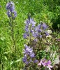 camassias_962.JPG