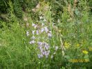 campanules_798.JPG