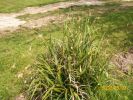 carex_447.JPG