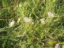 carottes_sauvages_1202.JPG