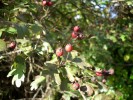 cenelles_aubépine_I0093.JPG