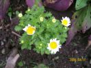 Nom du fichier=chrysanthemum_paludosum_1210.JPG
Taille du fichier=76Ko
Dimensions : 452x339
Ajouté le : 01 Août 2008 chrysanthemum_paludosum_1210.JPG