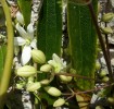 clématite_armandii_11.JPG