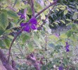 Nom du fichier=clematis_alpina3249.JPG
Taille du fichier=162Ko
Dimensions : 780x700
Ajouté le : 04 Août 2009 clematis_alpina3249.JPG