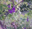 clematis_alpina3249.JPG