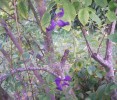 Nom du fichier=clematis_alpina_3246.JPG
Taille du fichier=178Ko
Dimensions : 811x693
Ajouté le : 04 Août 2009 clematis_alpina_3246.JPG