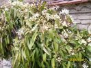 clematis_armandii_mur_230.JPG