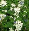 clematis_recta_45.JPG