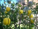 Nom du fichier=clematis_tangutica2674.JPG
Taille du fichier=224Ko
Dimensions : 841x630
Ajouté le : 24 Juin 2009 clematis_tangutica2674.JPG