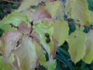 coccinelles__cornus_winter_flame_I0067.JPG