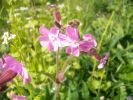 compagnon_rose_2136.JPG