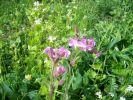 compagnon_rose_2137.JPG