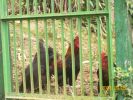 coq_poules_1347.JPG