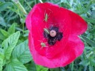Nom du fichier=coquelicot_et_acridiens2376.JPG
Taille du fichier=112Ko
Dimensions : 559x420
Ajouté le : 16 Mai 2009 coquelicot_et_acridiens2376.JPG
