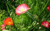 coquelicots_2071.JPG