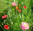 coquelicots_2078.JPG