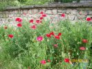 coquelicots_640.JPG