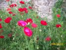 coquelicots_674.JPG
