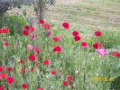 coquelicots_678.JPG