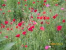 Nom du fichier=coquelicots_679.JPG
Taille du fichier=64Ko
Dimensions : 438x328
Ajouté le : 22 Juin 2008 coquelicots_679.JPG