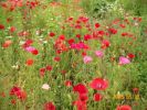 coquelicots_733.JPG