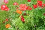 Nom du fichier=coquelicots_794.JPG
Taille du fichier=130Ko
Dimensions : 700x466
Ajouté le : 19 Juin 2013 coquelicots_794.JPG