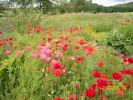 Nom du fichier=coquelicots_champs_734.JPG
Taille du fichier=70Ko
Dimensions : 441x330
Ajouté le : 22 Juin 2008 coquelicots_champs_734.JPG