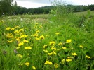 coreopsis_grandiflora_36.JPG