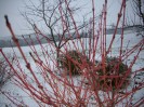 Nom du fichier=cornus_37.JPG
Taille du fichier=163Ko
Dimensions : 697x523
Ajouté le : 05 Janvier 2010 cornus_37.JPG