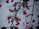 Nom du fichier=cotoneaster_35.JPG
Taille du fichier=94Ko
Dimensions : 698x524
Ajouté le : 18 Décembre 2009 cotoneaster_35.JPG