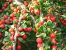 cotoneaster_I0029.JPG