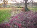 cotoneaster_feuilles_11.JPG