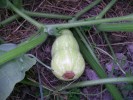 Nom du fichier=courge__butternut__2819.JPG
Taille du fichier=155Ko
Dimensions : 839x629
Ajouté le : 10 Juillet 2009 courge__butternut__2819.JPG