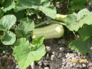 Nom du fichier=courge_butternut_1243.JPG
Taille du fichier=62Ko
Dimensions : 440x330
Ajouté le : 04 Août 2008 courge_butternut_1243.JPG