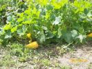 Nom du fichier=courgette__auto-semis__1244.JPG
Taille du fichier=83Ko
Dimensions : 453x340
Ajouté le : 04 Août 2008 courgette__auto-semis__1244.JPG