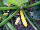 Nom du fichier=courgette_jaune2815.JPG
Taille du fichier=160Ko
Dimensions : 867x650
Ajouté le : 09 Juillet 2009 courgette_jaune2815.JPG