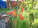 crocosmia_2909.JPG